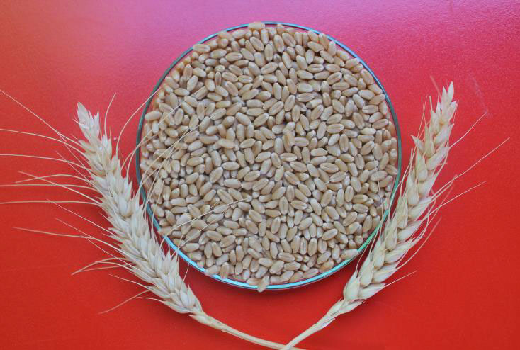 DİNÇ Ekmeklik Buğday (Triticum aestivum L.) – Bioturca