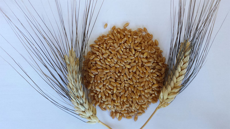 Makarnalık Buğday – Bioturca